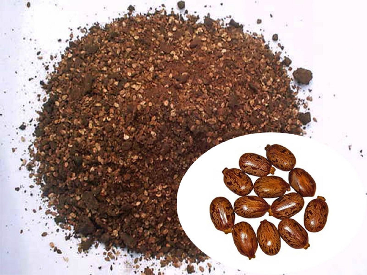 Castor meal supplier in India